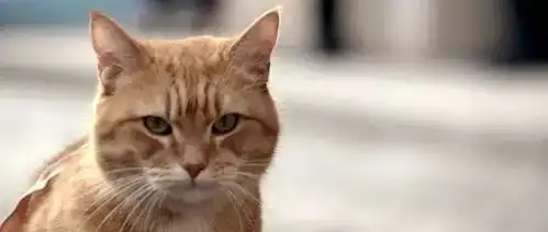 喵星人拯救愚蠢的人类,看了流浪猫鲍勃你会怀疑自己养了假猫