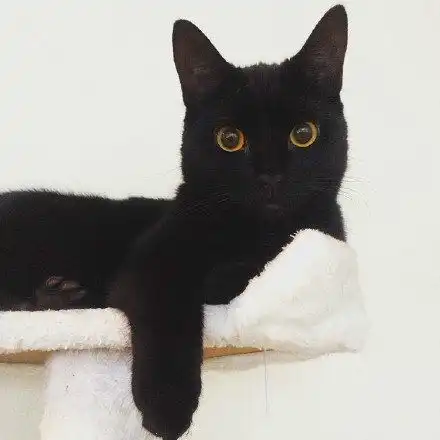 神秘又可爱的黑猫图片大全2017捏捏你的耳朵