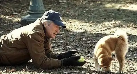 忠犬八公的故事等不来的主人,即便没有归期,也始终如一