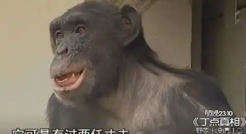 西安一黑猩猩染上烟瘾,一天要抽十七八根,动物园不让抽就打人
