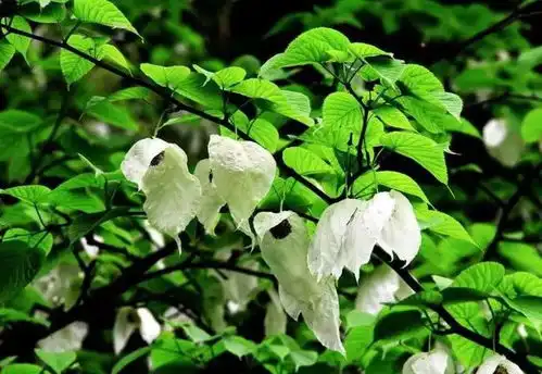 多样之美四川蜂桶寨国家级自然保护区