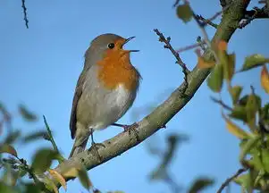 英国最具代表性的动物是什么