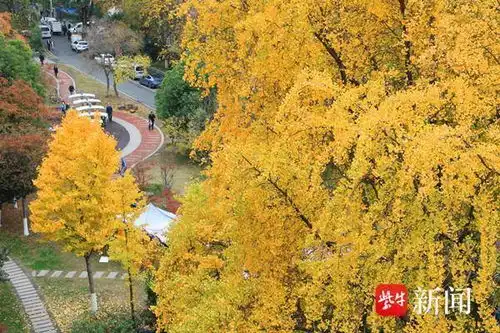 满城尽带黄金甲南京明城墙银杏焕新姿