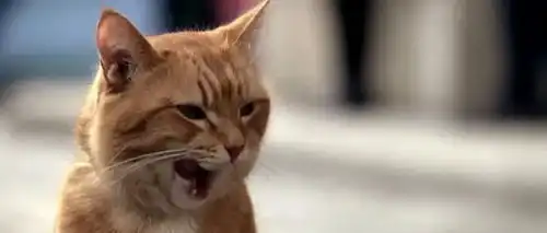 如何识别你家猫的性格自助手册