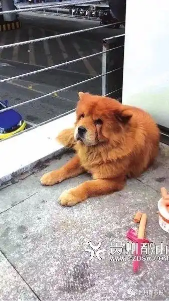 狗狗也有悲欢离合贵阳版忠犬八公3天不吃不喝流泪苦等,终于等到主人找到它