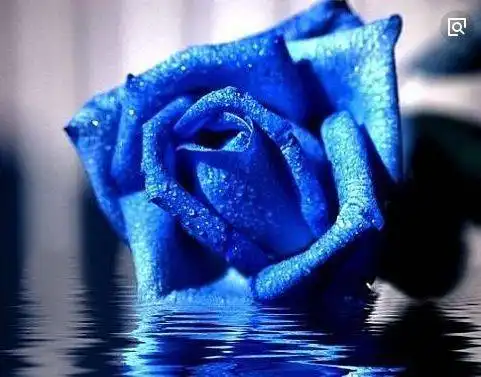 心理测试哪朵玫瑰比较好看秒测谁会对你不离不弃
