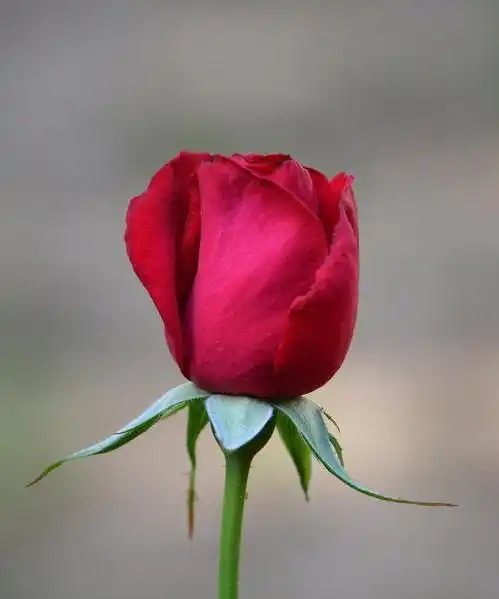 在2021结婚不合适的三大生肖,结婚也不会幸福,进来了解下吧