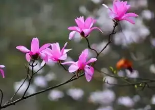 白居易有关辛夷花木兰花的诗词赏析