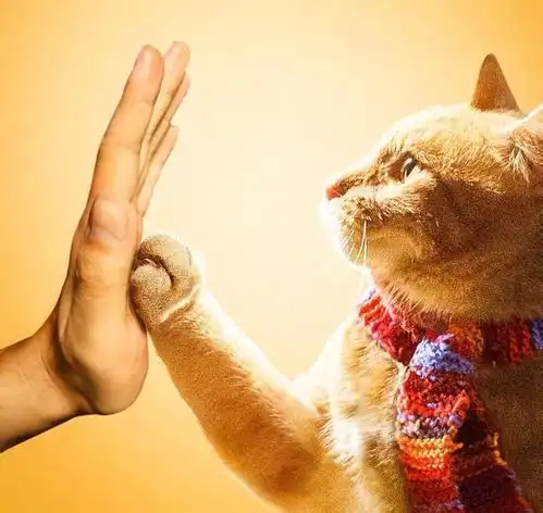 流浪猫鲍勃,因一只猫结缘的电影