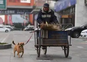 现实版忠犬八公,狗狗每天帮主人捡垃圾,三年从未间断