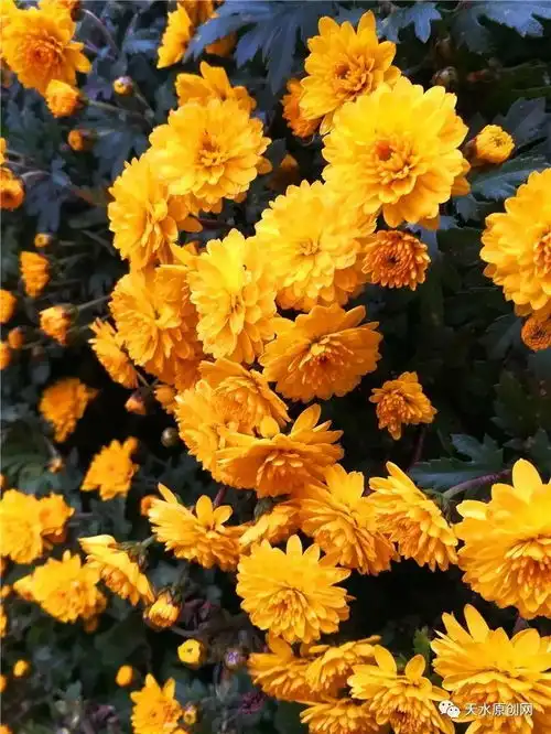 2017天水金秋菊展即将上演满城尽带黄金甲爱菊的市民别错过
