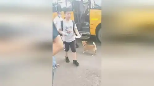 现实版的忠犬八公,每次小主人放学,就会像个老母亲一样