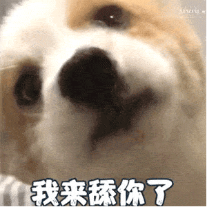 舔狗表情包gif图合集让我做姐姐的舔狗
