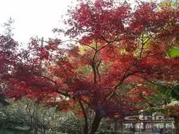 南京旅游的全部照片南京栖霞山的红枫
