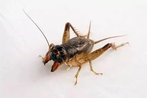 植物医生湿地松蝼蛄大蟋蟀白蚁等病虫害防治