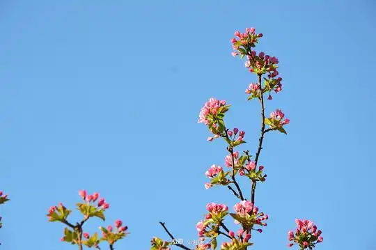 北冥大鱼的相册海棠花溪
