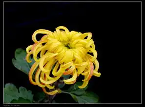 满城尽带黄金甲黄秋菊习作
