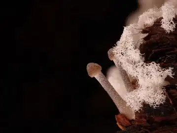 摄影师镜头下的奇异菌类色彩斑斓形状怪异
