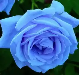 虎门男友花大价钱买的蓝色妖姬,竟然是这样做出来的......可怕
