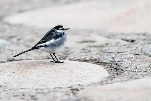 杀死一只知更鸟最高级的教养,是尊重差异深度好文
