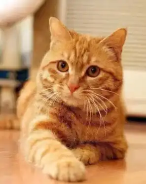 中华田园猫会发腮吗
