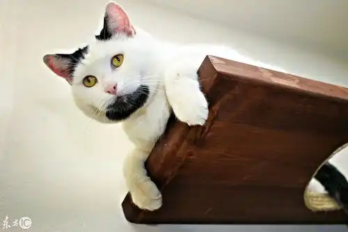 猫版绝命毒师海森堡亮相美国加利福尼亚州山羊胡简直帅呆了
