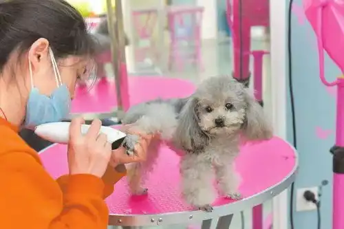 资深宠物美容师工作遇到瓶颈期怎么破