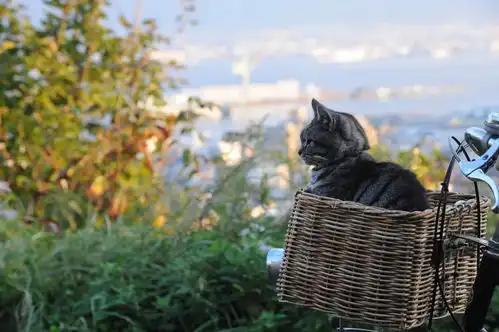 豆瓣最高9.4,史上最精彩的8部宠物电影,最后一部一定不能错过