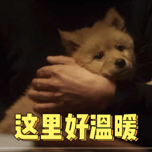 专访导演徐昂忠犬八公是一块映照人心的试金石
