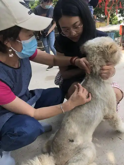 五月,注定是不平凡的一个月猫狗