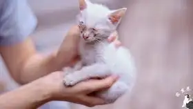 被遗弃在医院的橘猫非常节俭懂事,渴望能够找到新主人