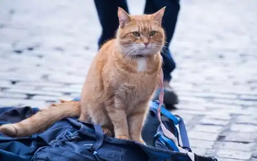 猫咪很会撒娇,天天黏着主人,养一只这样的猫真的很温暖