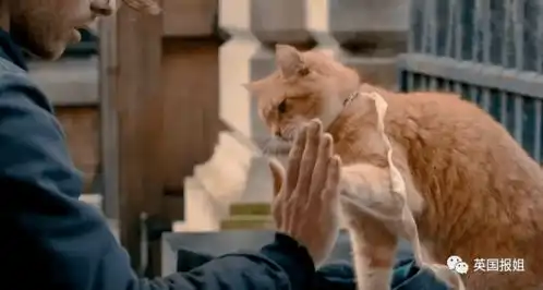 火遍全球的传奇橘猫去世,网友哭瞎不想让它离开...