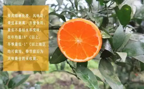 柑橘陆续上市,砂糖橘沃柑依旧称霸,新品种成竞争关键

