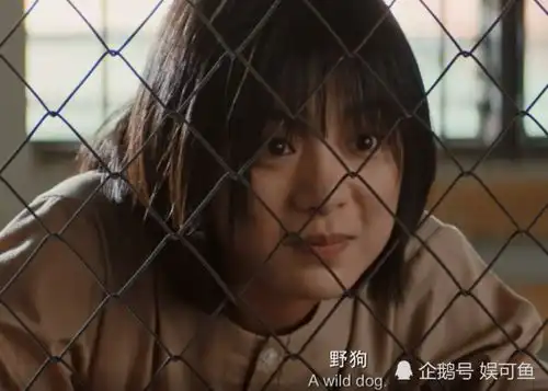 可惜了这么好的剧网剧唐人街探案豆瓣评分8.1,收视热度却排第5位