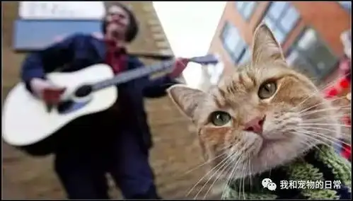 穷困潦倒的街头流浪汉,最后因一只橘猫的出现改变了一生