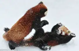 雪地上演功夫熊猫憨态超萌迷翻游客组图

