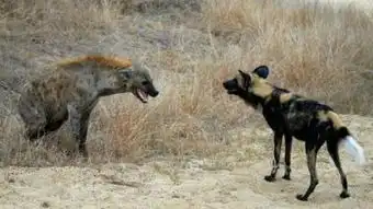 第二十七天生死劫
