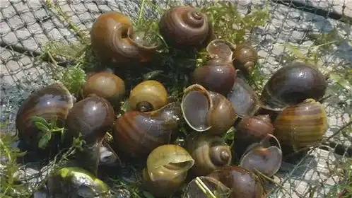 伪田螺侵入安徽,体内含有多种寄生虫,了解鉴别处理方法