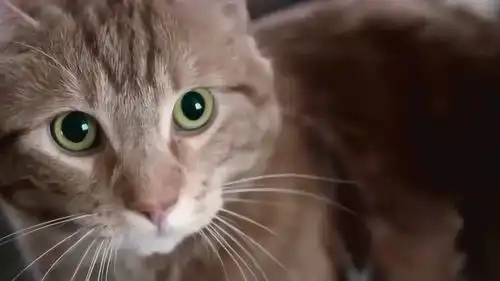 电影流浪猫鲍勃霸道橘猫讹上我带我逆袭成赢家