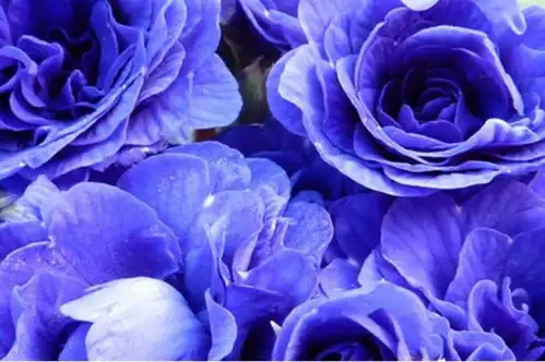 要是男朋友送蓝色妖姬,这代表什么意思呢
