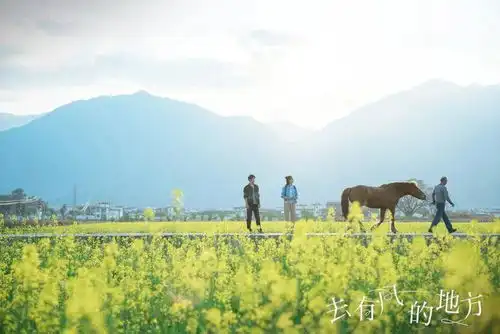 王凯向风而行取景地去有风的地方观后感文案
