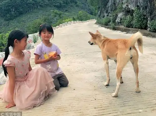 现实版忠犬八公小黄狗每天接姐妹放学