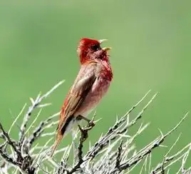 组图地球上50大最漂亮最好看的鸟类排行榜,孔雀无悬念排第一