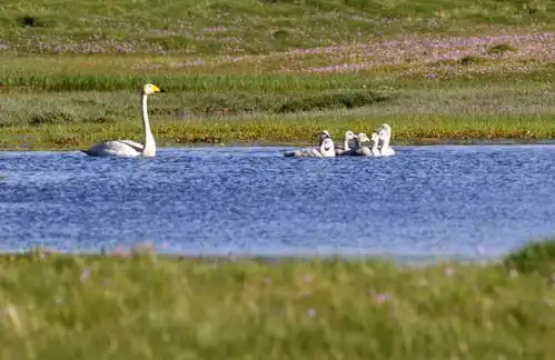 夏天的新疆,是另一个绿色天堂