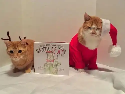 橘猫立大功为宣传图书馆cos各种书本角色,超级有趣