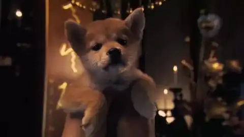 忠犬八公的故事这一份温情,看哭了多少人