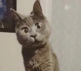 惊讶猫走红网络表情太逗背后却有一个悲伤的故事