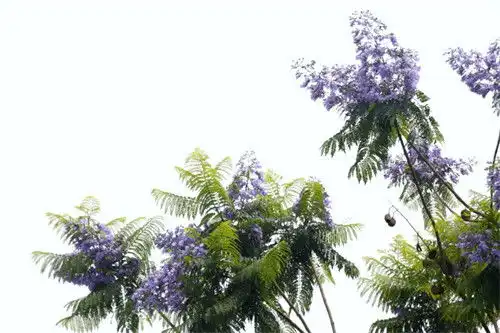 创建天府旅游名县浪漫紫来袭嘉州蓝花