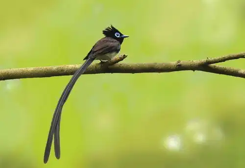 爱鸟者上线小可爱来植物园过冬啦